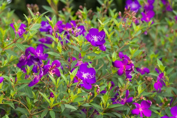 Rhododendron indien ou Malabar Melastome fleur — Photo