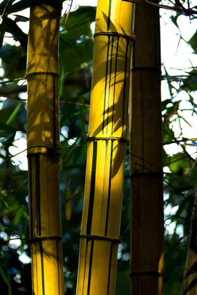 Närbild av yellow bambuträd. — Stockfoto