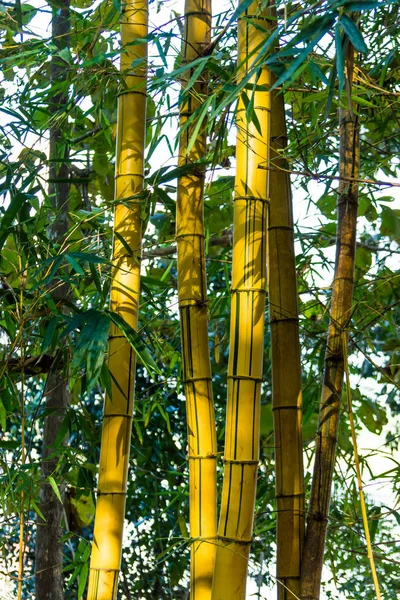 Close-up van gele Bamboe bomen. — Stockfoto