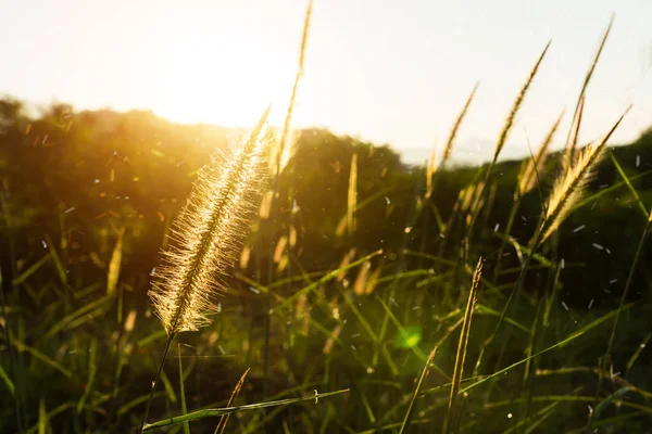 Hierba de flores con la luz del sol en la mañana — Foto de Stock