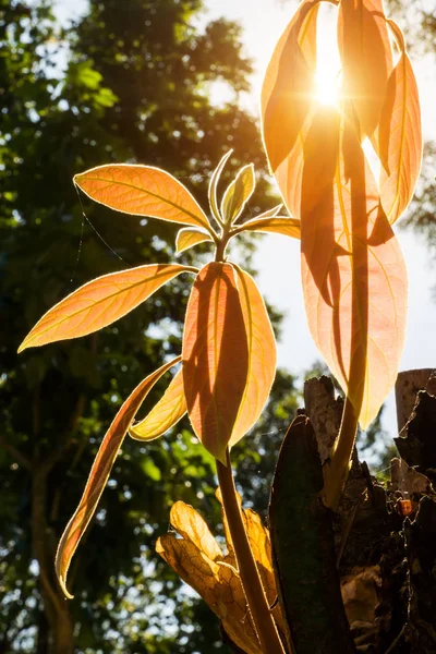 Leaves growing on branches with sunlight. — Stock Photo, Image