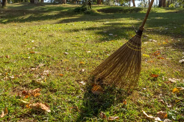 Broom field in the garden. — Stock Photo, Image