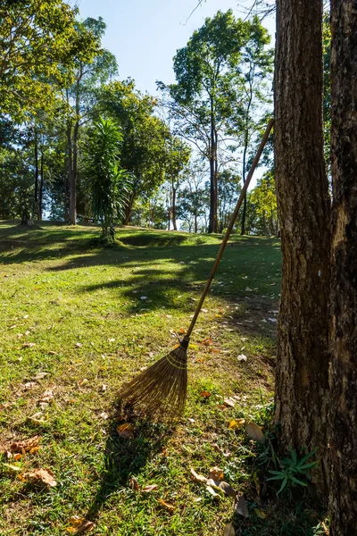 Campo de escoba en el jardín . —  Fotos de Stock