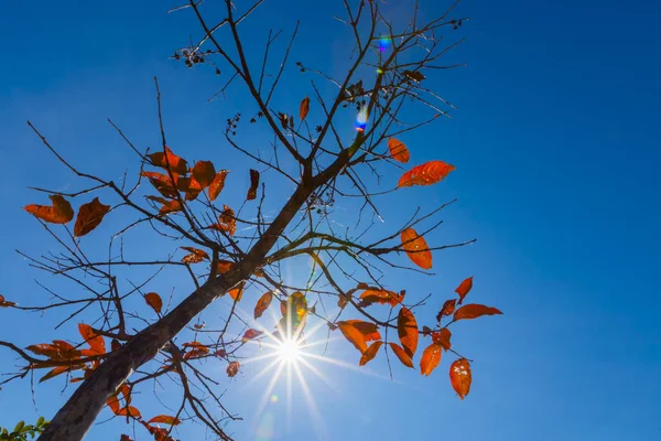 Červené listy na stromech na podzim s oblohou a sluncem. — Stock fotografie