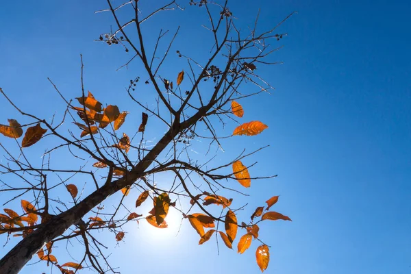 Kırmızı ağaçlarda sonbahar gökyüzü ve güneş ile bırakır. — Stok fotoğraf