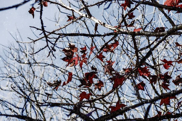 O bordo de folhas vermelho no ramo no inverno . — Fotografia de Stock