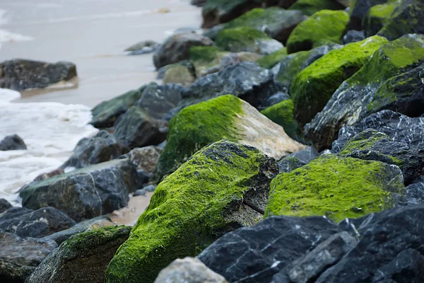 Plajda buzlu yeşil algler. — Stok fotoğraf