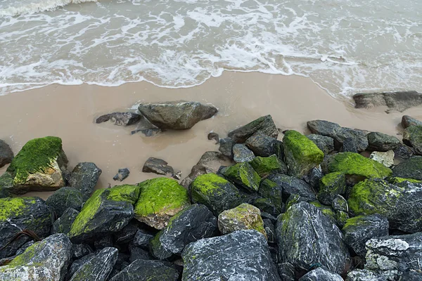 Blågröna alger på stenar på stranden. — Stockfoto