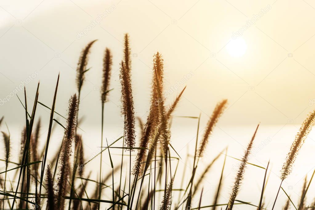 The flower grass in morning with sunrise.