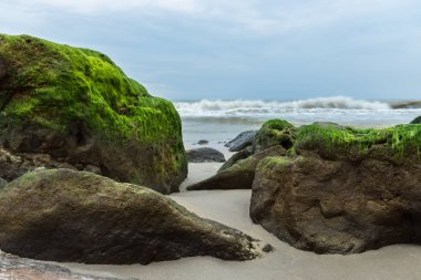 Plajda buzlu yeşil algler.