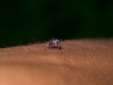 Kan emen bir sivrisineğin yakın çekimi..