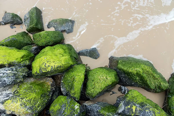 Algas verdes sobre rocas en la playa . — Foto de Stock