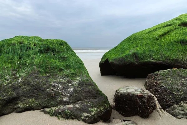 Blågröna alger på stenar på stranden. — Stockfoto