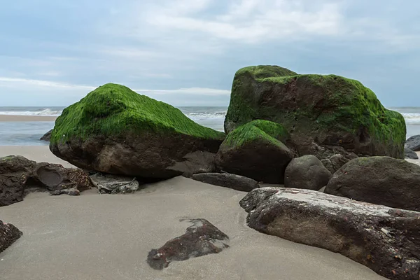 Blågröna alger på stenar på stranden. — Stockfoto