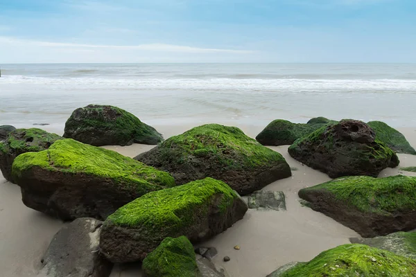 Blågröna alger på stenar på stranden. — Stockfoto