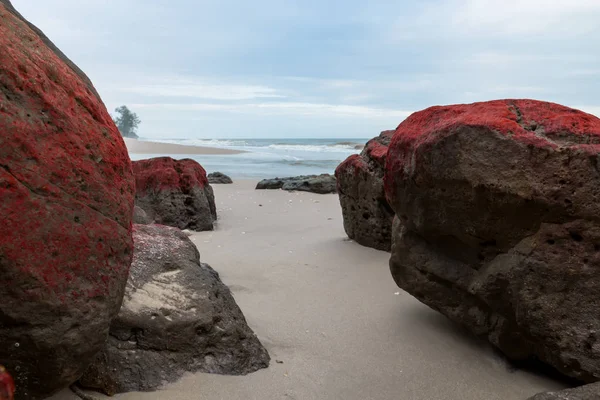 Red algae on rocks at the beach. — Stock Photo, Image