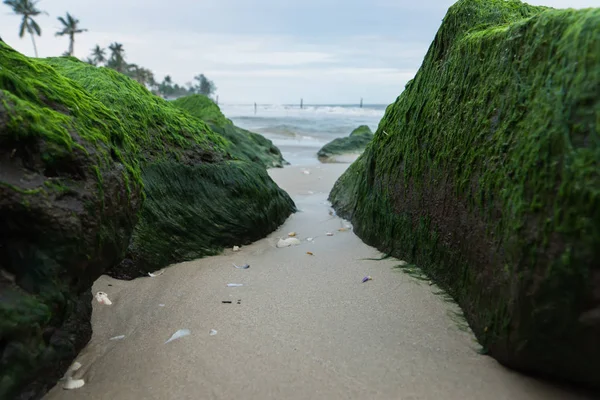 Green algae on rocks at the beach. — Stock Photo, Image