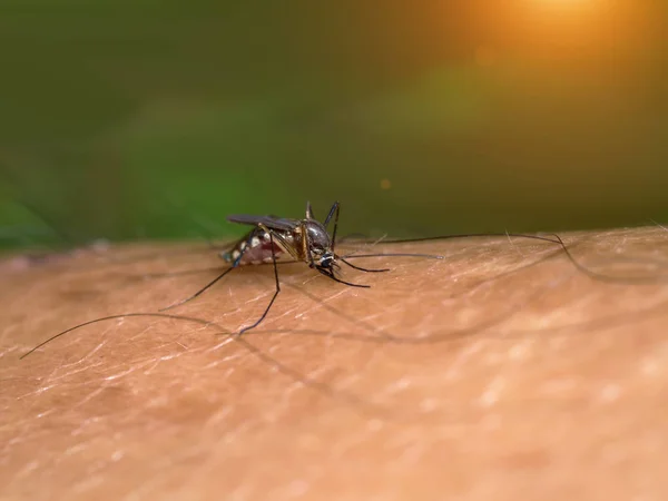 Zbliżenie komara wysysającego krew. — Zdjęcie stockowe
