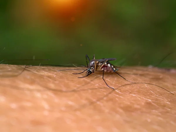 Primo piano di una zanzara che succhia sangue. — Foto Stock