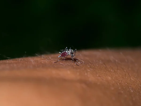 Primer plano de un mosquito chupando sangre. —  Fotos de Stock