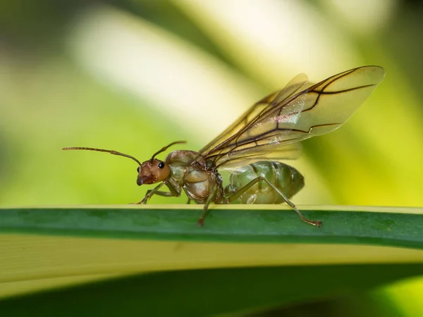 Закрыть макро гигантского муравья с крылом в отпуске . — стоковое фото