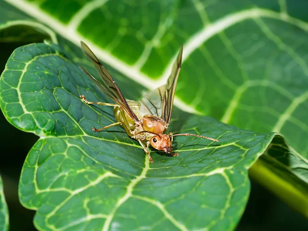 Close-up macro voor gigantische ant met vleugel op het verlof. — Stockfoto