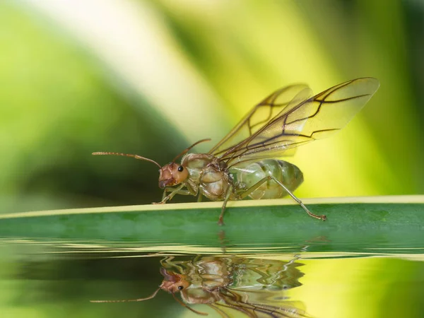 Close-up macro voor gigantische ant met vleugel op het verlof. — Stockfoto