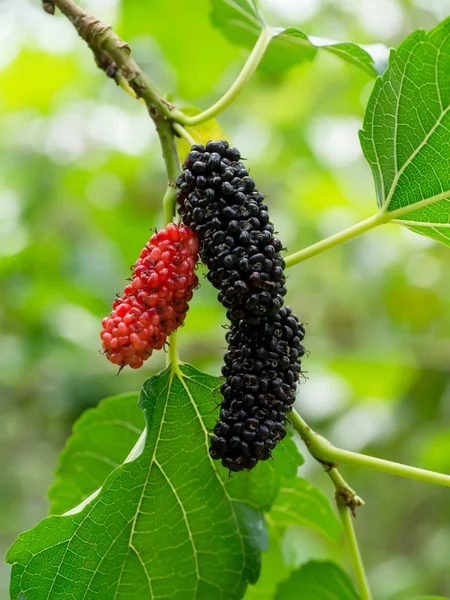 Black and red mulberry on branch. — Stock Photo, Image