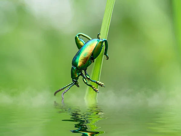 The green insect on the grass. — Stock Photo, Image