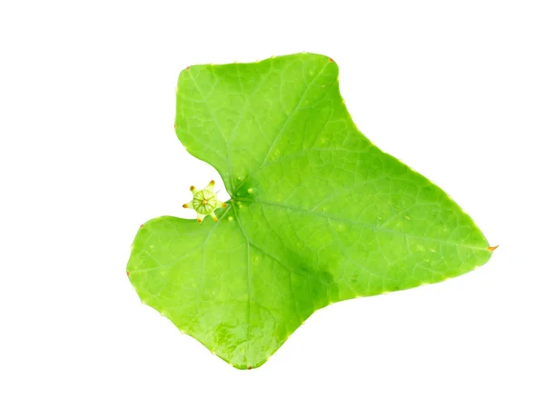 Green ivy leaves on white background. — Stock Photo, Image