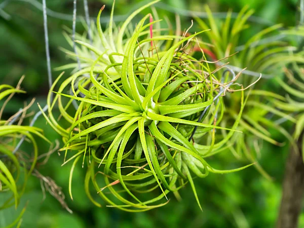 Gren Tillandsia. (air plant)