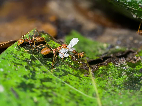 Macro de formiga vermelha para mover a larva de perto no chão na natureza . — Fotografia de Stock