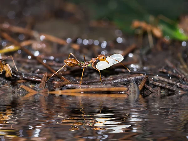 Macro de formiga vermelha para mover a larva de perto no chão na natureza . — Fotografia de Stock