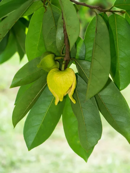 Soursop flower or Prickly Custard Apple tree. — Stock Photo, Image