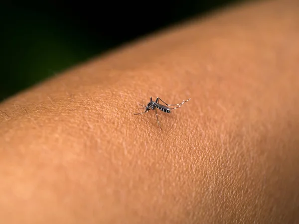 Close-up de um mosquito sugando sangue. — Fotografia de Stock