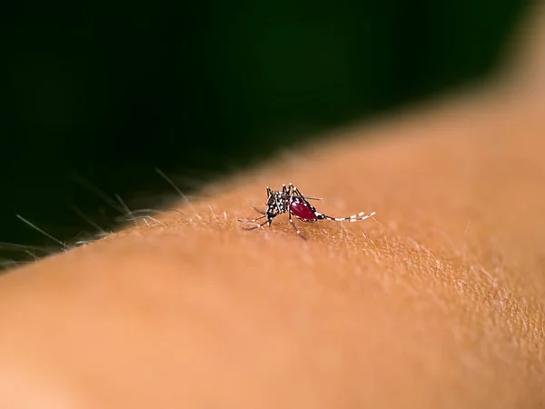 Primer plano de un mosquito chupando sangre. —  Fotos de Stock