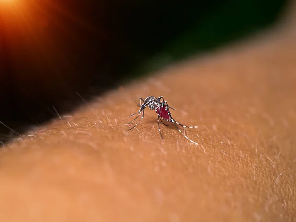 Primer plano de un mosquito chupando sangre. —  Fotos de Stock