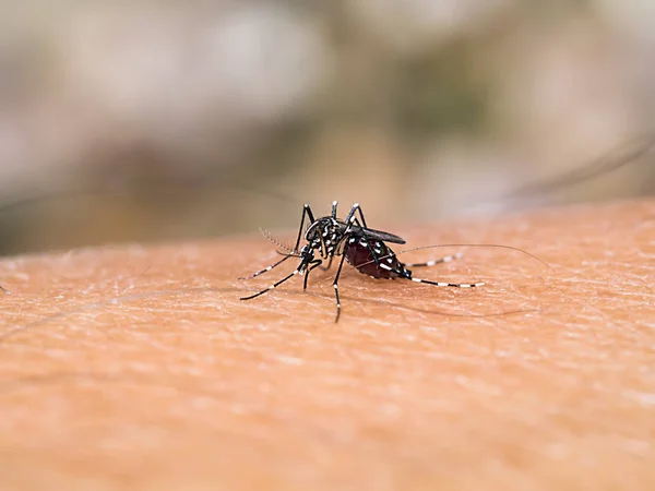 Närbild av en mygga som suger blod. — Stockfoto