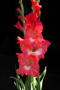 Bahçedeki Gladiolus çiçeği.