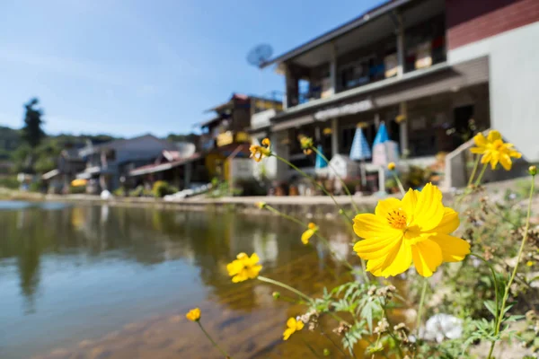 Cosmos flower in countryside background. — Stock Photo, Image