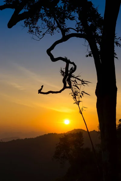 Silhouette di alberi all'alba . — Foto Stock