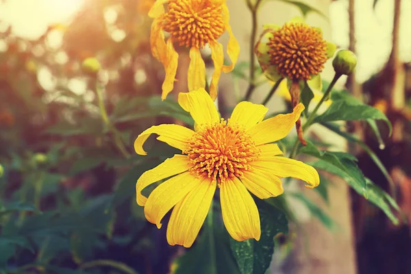 Fleur jaune dans la forêt. — Photo