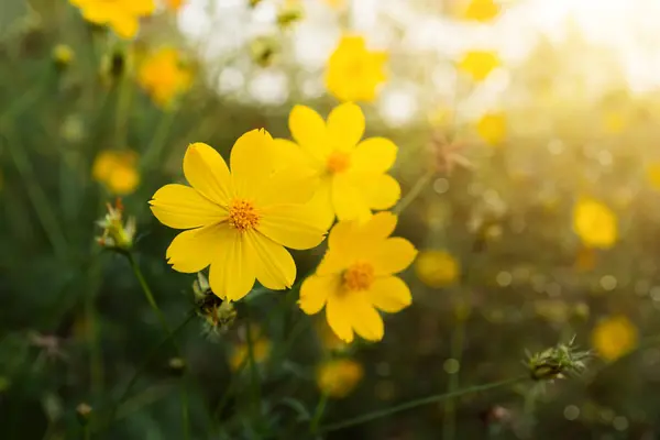 Yellow flower in the forest. — Stock Photo, Image