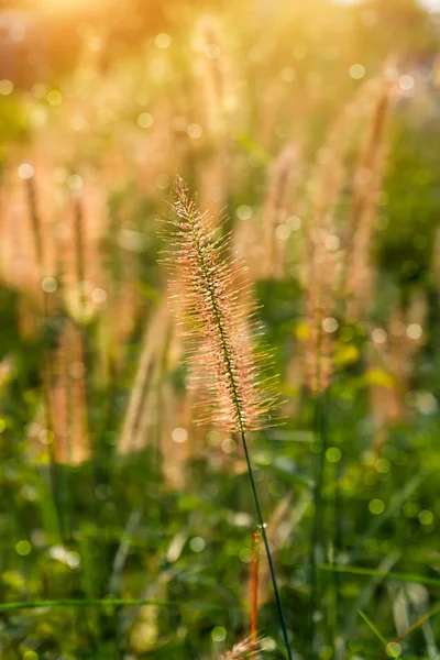 Bloem gras in de zomer. — Stockfoto