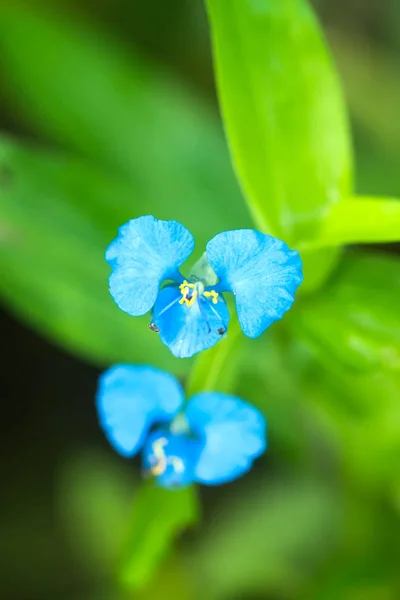 ブルーの野の花のクローズ アップ. — ストック写真