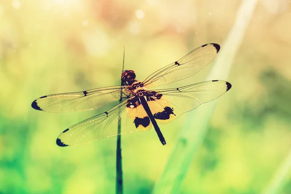 Black and yellow  dragonfly perched on grass. — Stock Photo, Image