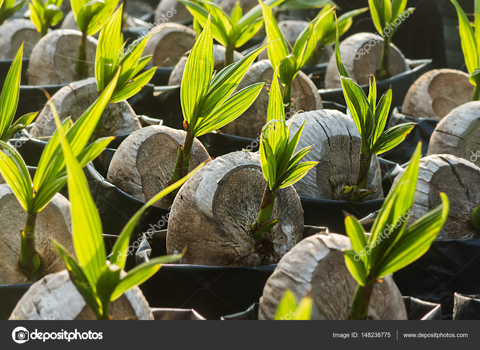 Coconut seedlings and young leaves growing. Stock Photo by ©Noppharat