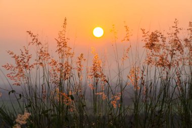 Gün batımı ile dağda çimen çiçek.