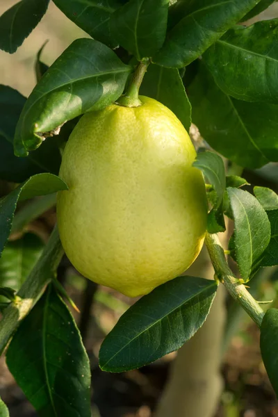Lemon growing on tree. — Stock Photo, Image
