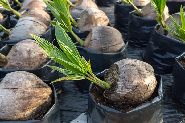 Piantine di cocco e foglie giovani che crescono . — Foto Stock